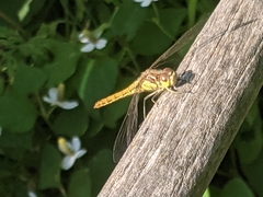 Sympetrum vulgatum