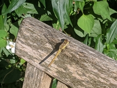 Sympetrum vulgatum