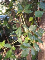 Rhoicissus rhomboidea