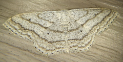 Scopula ancellata