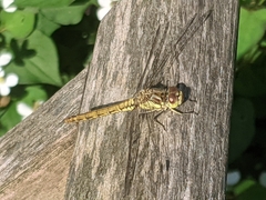 Sympetrum vulgatum