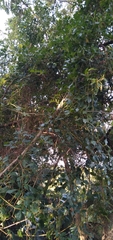 Rhoicissus rhomboidea
