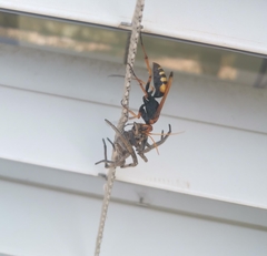 Cryptocheilus annulatus