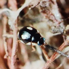 Hyperaspis undulata