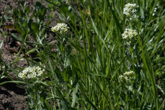 Lepidium draba