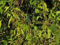 Cyanoloxia glaucocaerulea