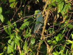 Cyanoloxia glaucocaerulea