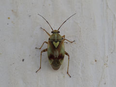 Lygus gemellatus