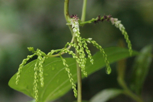 Dioscorea bulbifera