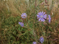 Lactuca tatarica