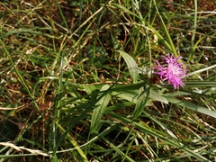 Centaurea jacea
