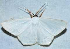 Sericoptera virginaria