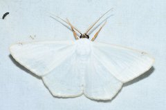 Sericoptera virginaria