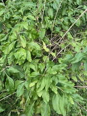 Magnoliopsida