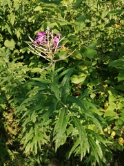Chamaenerion angustifolium