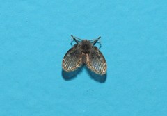 Clogmia albipunctata
