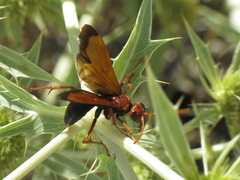 Hemipepsis mauritanica