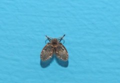 Clogmia albipunctata