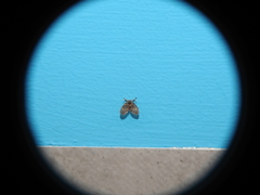 Clogmia albipunctata