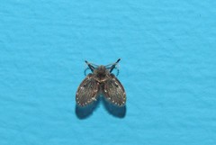 Clogmia albipunctata