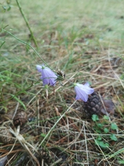 Campanula rotundifolia