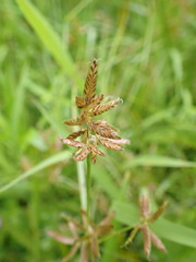 Cyperus diandrus