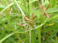 Cyperus diandrus
