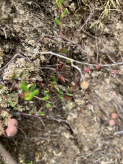 Vaccinium oxycoccos