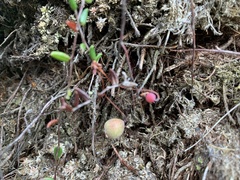 Vaccinium oxycoccos