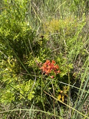 Asclepias lanceolata image