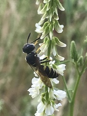 Philanthus triangulum