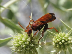 Hemipepsis mauritanica