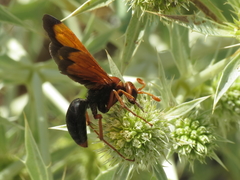 Hemipepsis mauritanica