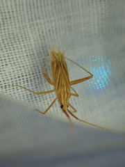 Miridius quadrivirgatus