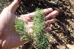 Asparagus crassicladus