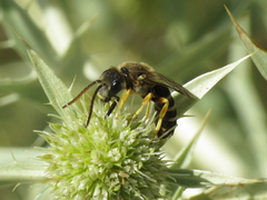 Halictus compressus