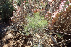 Asparagus crassicladus