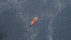 Alebrasca actinidiae