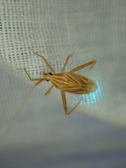 Miridius quadrivirgatus