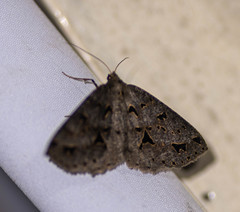 Psyra angulifera