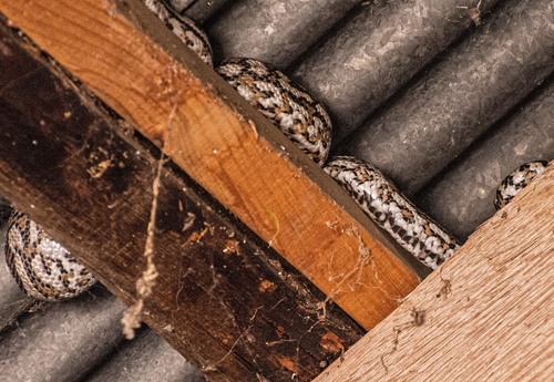 Inland Carpet Python sighting