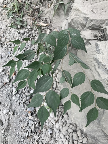Celtis biondii (Celtis biondii)