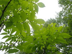 Fraxinus nigra image