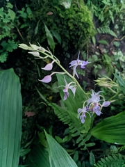 Calanthe puberula