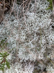 Cladonia portentosa