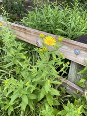 Pentanema britannica