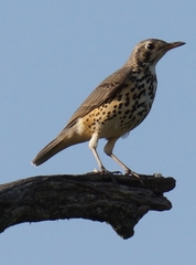 Turdus simensis