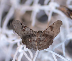 Hyalinetta circumflexa