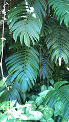 Rhaphidophora decursiva