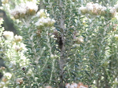 Coelopidae